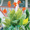 Canna Lily Pretoria Tropicanna Gold Mature potted plants Canna Lily Pretoria Tropicanna Gold Mature potted plants