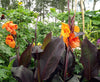 Canna Lily Wyoming Potted 5 Litre large pots Canna Lily Wyoming Potted 5 Litre large pots