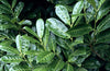 Cherry Laurel Hedging Rotundifolia pot-grown large 4-5ft plants Cherry Laurel Hedging Rotundifolia pot-grown large 4-5ft plants