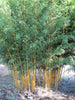 Holochrysa Allgold Tall Clumping Bamboo Trees RHS AGM 15 Litre pots Holochrysa Allgold Tall Clumping Bamboo Trees RHS AGM 15 Litre pots