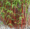 Red Clumping bamboos Fargesia Asian Wonder 6-7ft plants Red Clumping bamboos Fargesia Asian Wonder 6-7ft plants
