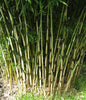 Campbell clumping bamboo hedging screening 6-9ft plants Campbell clumping bamboo hedging screening 6-9ft plants