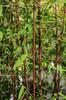 Red Panda clumping bamboos