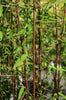 Red Panda clumping bamboos Red Panda clumping bamboos