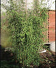 Red Panda clumping bamboos Red Panda clumping bamboos