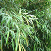 Green Panda Fountain clumping Bamboo Rufa 4ft plants 15 Litre large pots Green Panda Fountain clumping Bamboo Rufa 4ft plants 15 Litre large pots