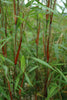 Red Clumping bamboos Fargesia Asian Wonder 6-7ft plants Red Clumping bamboos Fargesia Asian Wonder 6-7ft plants
