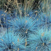 Blue Fescue Grasses glauca 'Select'