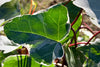 Gloire de Marengo Ivy Large plants