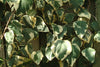 Gloire de Marengo evergreen variegated Ivy Large plants 150cm tall plants Gloire de Marengo evergreen variegated Ivy Large plants 150cm tall plants