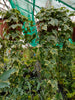 Goldchild Ivy plants Winter colour 5 Litre pots Hanging Groundcover Climber Goldchild Ivy plants Winter colour 5 Litre pots Hanging Groundcover Climber