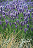 Pair of English Lavender Hidcote plants. 2 Litre large pots. Fresh crop in flower! Pair of English Lavender Hidcote plants. 2 Litre large pots. Fresh crop in flower!