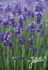 Pair of English Lavender Hidcote plants. 2 Litre large pots. Fresh crop in flower! Pair of English Lavender Hidcote plants. 2 Litre large pots. Fresh crop in flower!