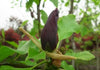 Magnolia Black Beauty 10 Litre pots