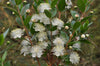 Myrtle bushes 2 & 5 Litre pots. RHS AGM. Myrtle bushes 2 & 5 Litre pots. RHS AGM.