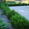 Myrtle bushes 2 & 5 Litre pots. RHS AGM. Myrtle bushes 2 & 5 Litre pots. RHS AGM.