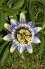 Passion flower Passiflora climbing plants Passion flower Passiflora climbing plants