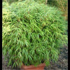 Green Panda Fountain clumping Bamboo Rufa 4ft plants 15 Litre large pots Green Panda Fountain clumping Bamboo Rufa 4ft plants 15 Litre large pots