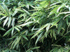 Shiroshima Japanese Variegated clumping bamboo 15 Litre pots 6-7ft plants Shiroshima Japanese Variegated clumping bamboo 15 Litre pots 6-7ft plants