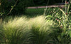 Mexican Feather Pony Tails Grasses 2 & 5 Litre large pots Mexican Feather Pony Tails Grasses 2 & 5 Litre large pots