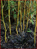 Black Lilyturf Grass Ophiopogon Black Dragon Grasses