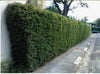 Bisset Hedging Screening Bamboo Super hardy 8-10ft plants