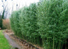 Bisset Hedging Screening Bamboo Super hardy 8-10ft plants