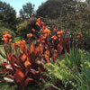 Canna Durban Tropicanna 5 Litre large pots