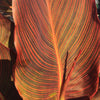 Canna Durban Tropicanna 5 Litre large pots