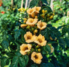 Campsis Flava Yellow Trumpet Vine Climber 4-5ft plants