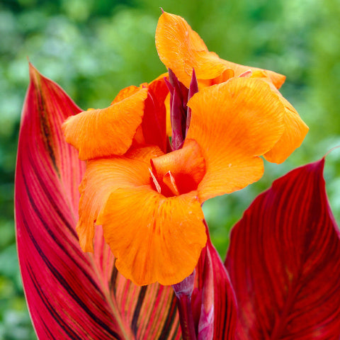 Canna Durban Tropicanna 5 Litre large pots