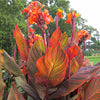 Canna Durban Tropicanna 5 Litre large pots