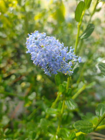 Californian Lilac Ceanothus Skylark large plants in 5 Litre pots