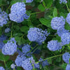 Californian Lilac Ceanothus Skylark in 5 Litre pots 80-100cm tall plants