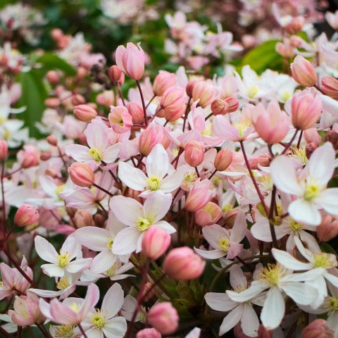 Clematis armandii 'Apple Blossom' 10 Litre Eco-loop pots 4-5ft