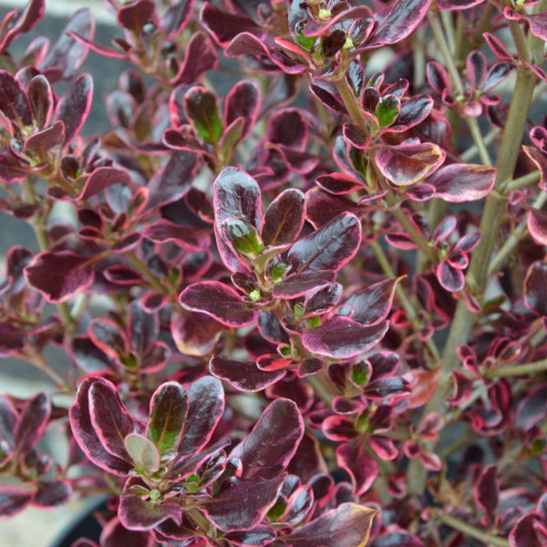 Coprosma Eclipse Rhs Pair of Red-pink Eclipse Coprosma 2 x 2 Litre pot plants
