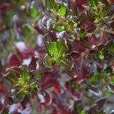 Coprosma 'Pacific Night' 10 Litre large plants with glossy evergreen colourful foliage.