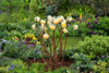 Edgeworthia chrysantha paperbush 'Grandiflora' 5 litre large pots Scented flowers