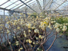 Edgeworthia chrysantha 'Grandiflora' 5 litre pots 50-60cm Scented