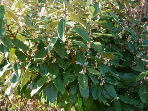 Ebbinge's Silverberry Hedging plants 10 Litre large pots 4-5ft plants