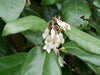Ebbinge's Silverberry Hedging plants 10 & 15 Litre large pots 4-5ft plants