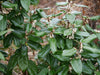 Ebbinge's Silverberry Hedging plants 10 & 15 Litre large pots 4-5ft plants