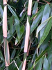 Clumping Panda Bamboo Fargesia Wolong 7-9ft tall very large plants