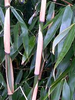 Clumping Panda Bamboo Fargesia Wolong