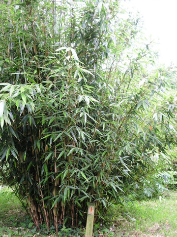 Bamboo Fargesia Wolong Large leaves 30 Litre pots Rare Limited available.