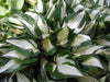 Hostas pot-grown plants RHS Award of Garden Merit
