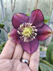 Hellebores Lenten Rose 4 colours Bud & flower 2-3 Litre Large pots.