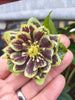 Hellebores Lenten Rose 4 colours Bud & flower 2-3 Litre Large pots.