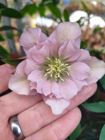 Hellebores Lenten Rose 4 colours Bud & flower 2-3 Litre Large pots.