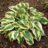 Hostas pot-grown plants RHS Award of Garden Merit varieties.